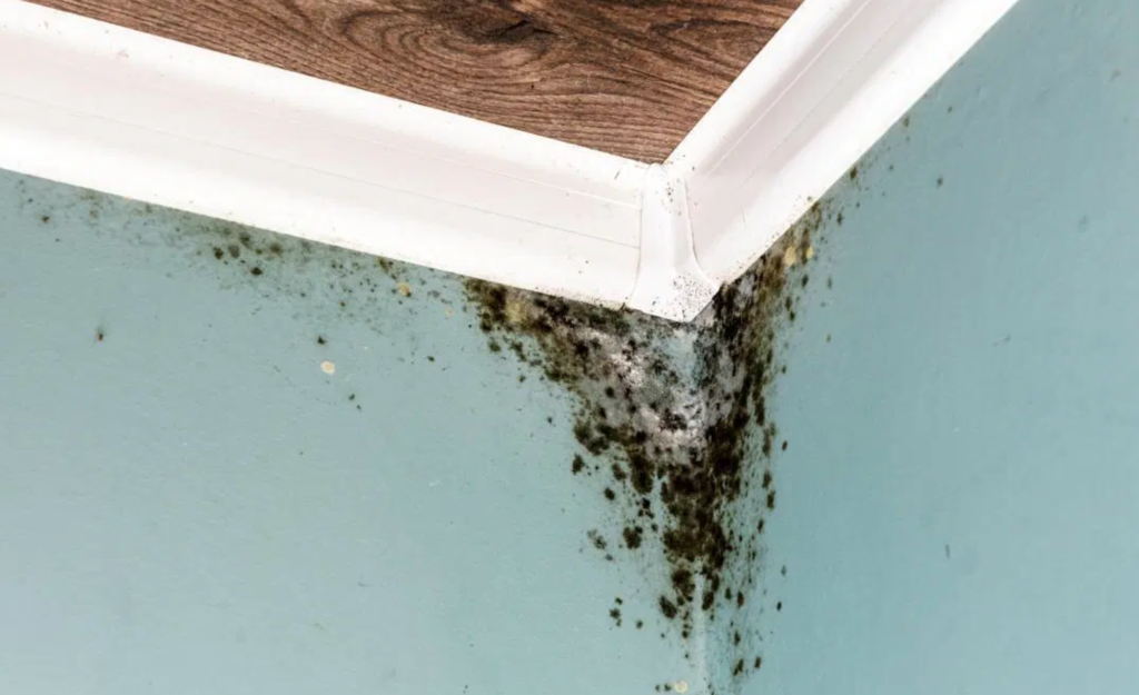 How to Best Prevent Mold Sail Vietnam